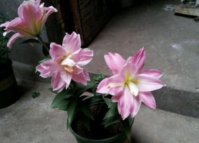 重瓣百合有香味吗 对人体有害吗