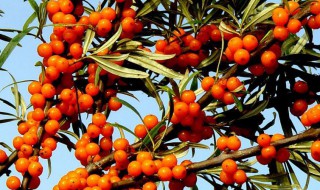吃沙棘果有什么好处 吃沙棘果有什么功效与作用