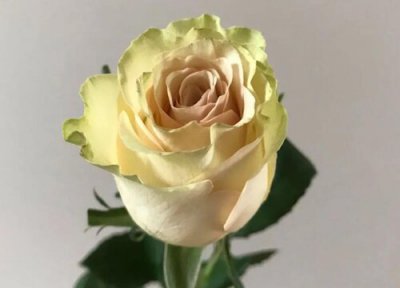 琉璃翠月季优点 琉璃翠月季的优缺点