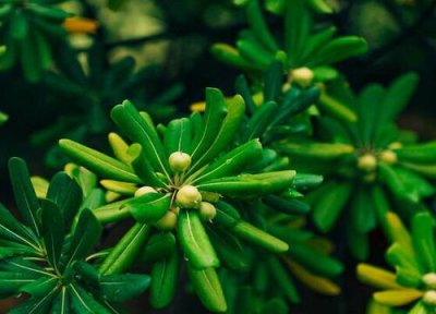 海桐花期时间 海桐花期是什么时候