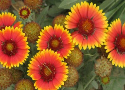 天人菊花期时间 天人菊花期是什么时候