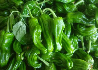 青椒种植时间 青椒种植时间和方法