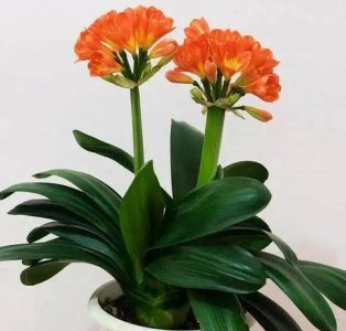 适合家里养的花和植物有哪些 高颜值寓意好的6种吉利花