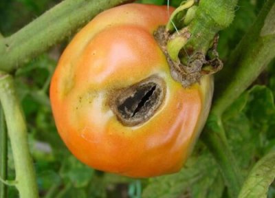 西红柿炭疽病发病原因 西红柿炭疽病发病原因及治疗方法