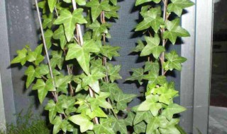 卧室内最适合养什么花草 卧室推荐养殖的植物介绍