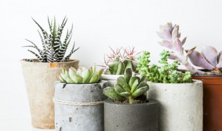 多肉植物什么季节换盆 多肉植物哪个季节换盆好