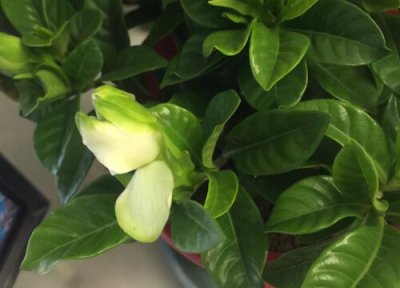 大叶栀子花期 大叶栀子花期是什么时候