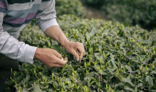 不同茶叶能否放一起保存 不同茶叶能不能放一起保存