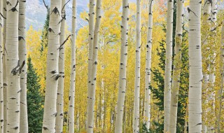 白杨树有哪些特点 白杨树的特点是什么