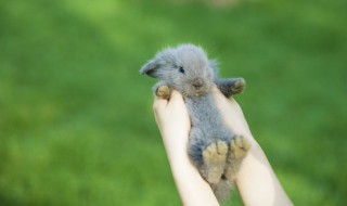 属兔的本命年佩戴什么辟邪 兔年本命年辟邪饰品