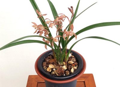 兰花一直长新芽 却不开花怎么办 如何解决带芽的兰花上盆后不生长问题