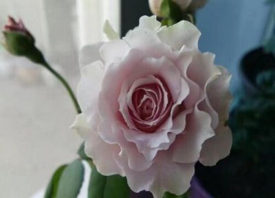 蜻蜓月季是藤本还是灌木 蜻蜓月季属于藤本还是灌木