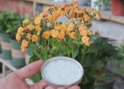 植物如何利用肥料 植物养护中如何选择合适的肥料