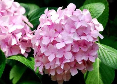 绣球花花语象征与寓意是什么 绣球花代表的花语含义