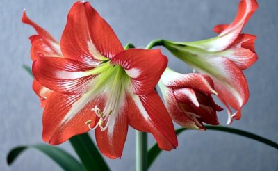 对红花又叫什么花的名字 朱顶红繁殖方法及养殖注意事项