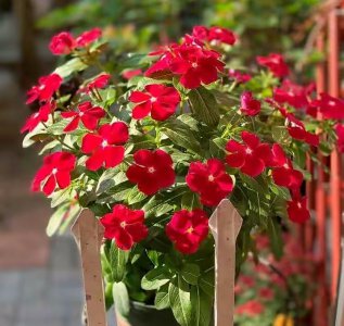 饼肥的使用方法及操作步骤介绍 饼肥怎么施肥养花