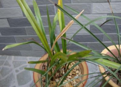 吊兰叶子发黄干尖怎么办 吊兰叶片经常发黄干尖的原因