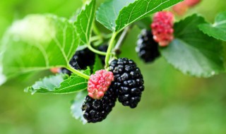 新鲜的桑葚煮水怎么做 新鲜的桑葚煮水如何制作呢