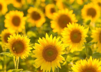 向日葵晒太阳 向日葵要晒太阳吗