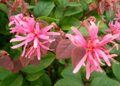 红花继木耐寒吗 红花继木能耐多少度低温