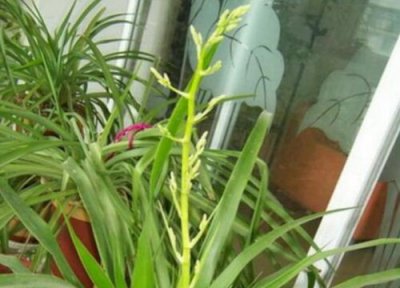 龙须叶子下垂怎么办 龙须树叶心发黄叶子打卷下垂