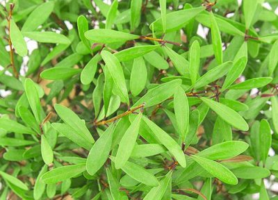 冬天不落叶的树木是什么树木 哪些树冬季过冬不落叶子