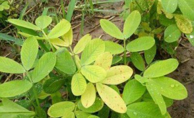 花生苗期叶片发黄怎么办 花生叶子发黄原因及防治措施