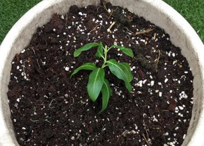 长春花土壤要求 长春花土配制方法