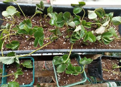 草莓怎么剪枝 修剪枝叶方法与步骤