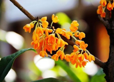 金桂什么季节开花 开花在几月份