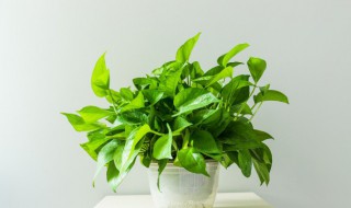 室内除甲醛植物有哪些 什么植物可以去甲醛