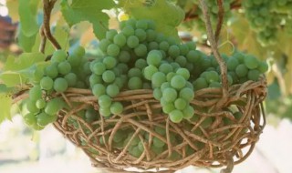 冬天葡萄盆栽怎么养 冬天葡萄盆栽如何养