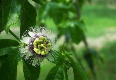 百香果不开花结果的原因 百香果树光开花不结果怎么回事