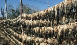 阴干白菜怎样晒干制作方法 阴干白菜如何晒干制作方法