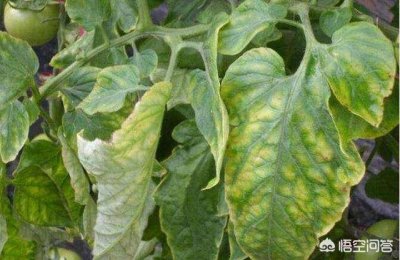 番茄病毒病的症状和治疗措施 最新防治蕃茄病毒病特效药