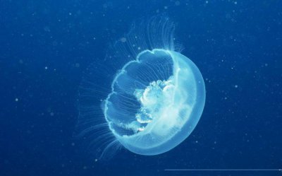 世界上最大的水母叫什么名字 最长水母什么样子的