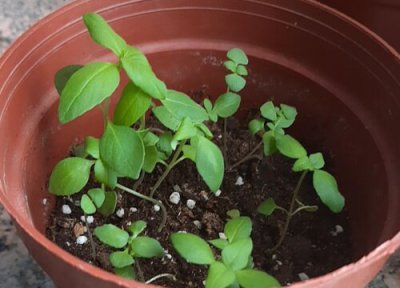 罗勒播种适合时间 罗勒什么时候播种合适