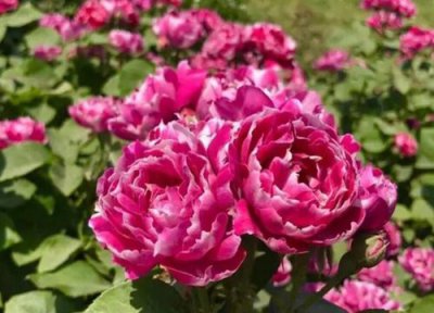 紫袍玉带月季花花期 紫袍玉带月季花期是什么时候