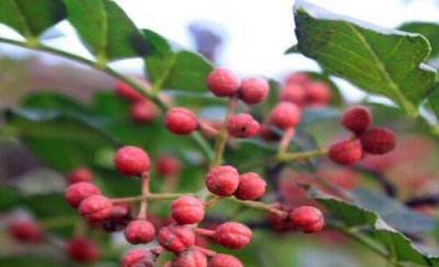 花椒树几月份修剪合适 老花椒树修剪时间与管理技巧