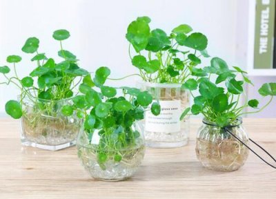 水培铜钱草不长叶子 水培铜钱草很难长新叶是什么原因