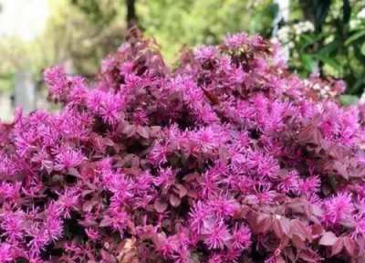 红继木属于乔木还是灌木 红继木是乔木还是灌木植物