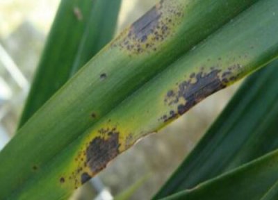 苏铁炭疽病发病原因 苏铁炭疽病的发病原因及治疗方法