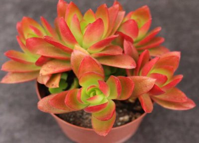 多肉生长慢是怎么回事 多肉长得慢是什么原因造成的