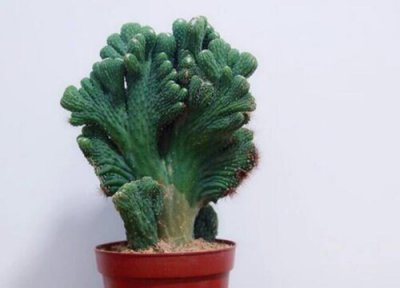 玉麒麟的风水作用及摆放 有什么风水寓意