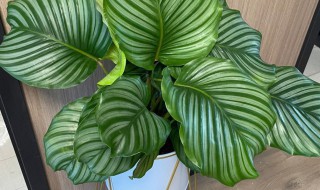 竹芋可以放卧室吗 竹芋能不能放卧室养殖呢