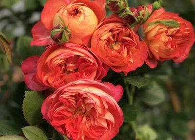 月季怎样才能养到花爆盆 盆栽月季花怎样养长得好开花多