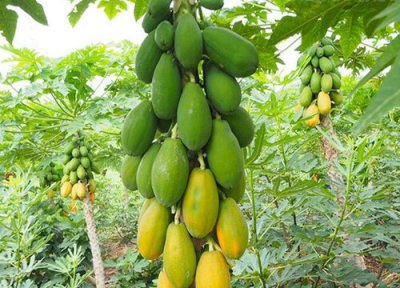 木瓜直接吃 木瓜能直接吃吗