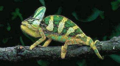 视力最好的动物有哪些 动物界靠眼睛吃饭的动物盘点