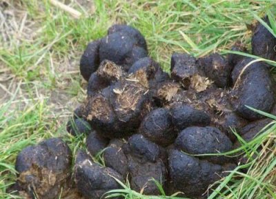 牛粪做肥料 牛粪可以做肥料吗