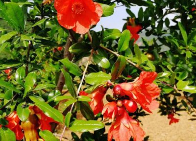 花石榴什么时候催花 花石榴催花时间和方法